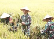 Apresiasi Kinerja Babinsa, Dandim 0507/Bekasi Panen Padi Hasil Inovasi Pupuk Cair Organik PC 37