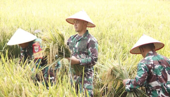 Apresiasi Kinerja Babinsa, Dandim 0507/Bekasi Panen Padi Hasil Inovasi Pupuk Cair Organik PC 37