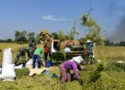 Babinsa Turun Kesawah Panen Raya Bersama Petani