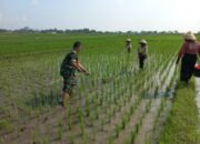 Sukseskan Swasembada Pangan Babinsa Sawit Bantu Petani Manjung