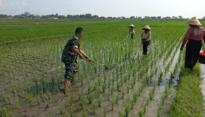 Sukseskan Swasembada Pangan Babinsa Sawit Bantu Petani Manjung
