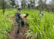 TNI Polri Dan Petugas Gabungan Lakukan Penanaman Pohon Endemik