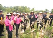 Dukung Ketahanan Pangan Nasional, Sat Brimob Polda Jateng Panen Raya di Sragen