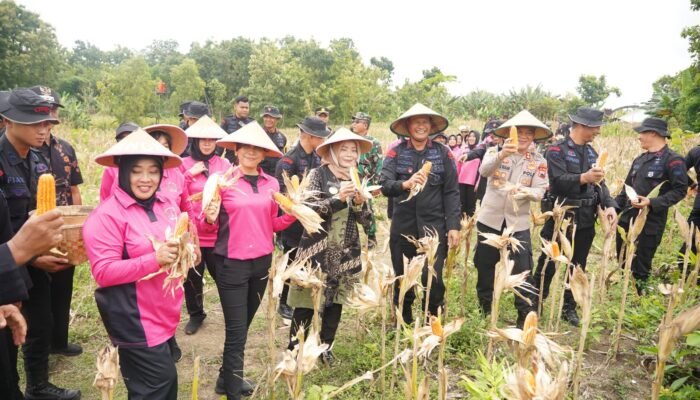 Dukung Ketahanan Pangan Nasional, Sat Brimob Polda Jateng Panen Raya di Sragen