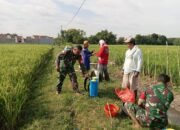 Cegah Hama, Babinsa Dampingi Petani Penyemprotan