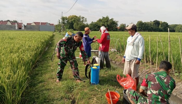 Cegah Hama, Babinsa Dampingi Petani Penyemprotan