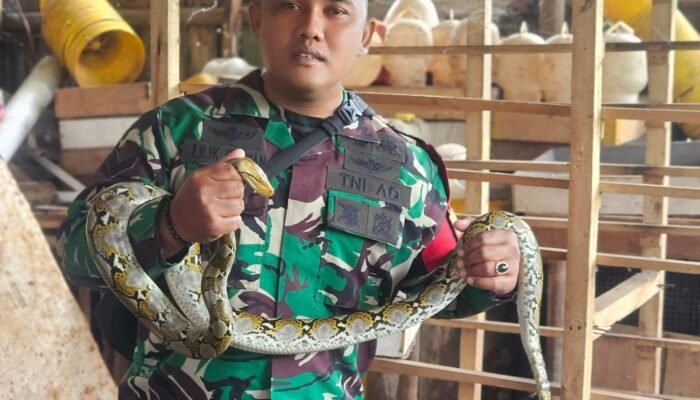 Babinsa dan Bimaspol Tangkap Ular Piton yang Meresahkan Warga di Jatiraden