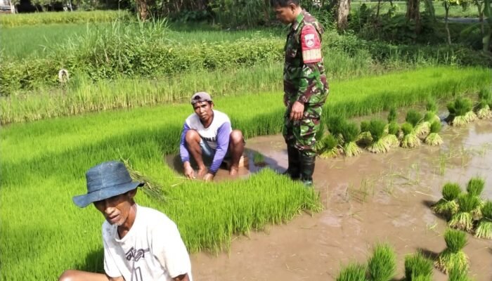 Babinsa Teras Aktif Membantu Poktan Ngudi Luhur Dalam Ketahanan Pangan