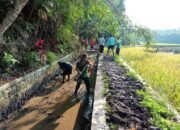 Saluran Irigasi Lancar Panen Petani Jadi Maksimal
