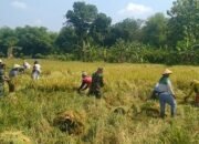 Babinsa Berbagi Rasa, Bantu Panen Padi Kelompok Tani Mukti