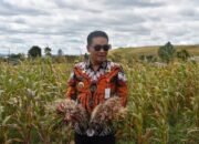 Bupati Hadiri Panen Bawang dan Serahkan Bantuan Bibit Padi, Petani Bersyukur Hasil Melimpah