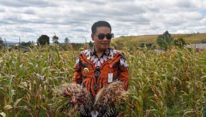 Bupati Hadiri Panen Bawang dan Serahkan Bantuan Bibit Padi, Petani Bersyukur Hasil Melimpah
